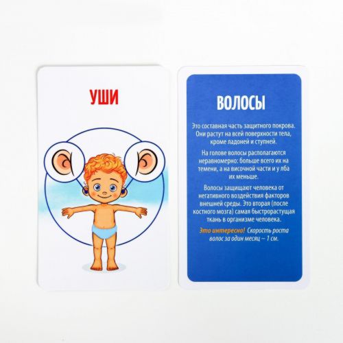 Развивающая игра «Как устроен человек»