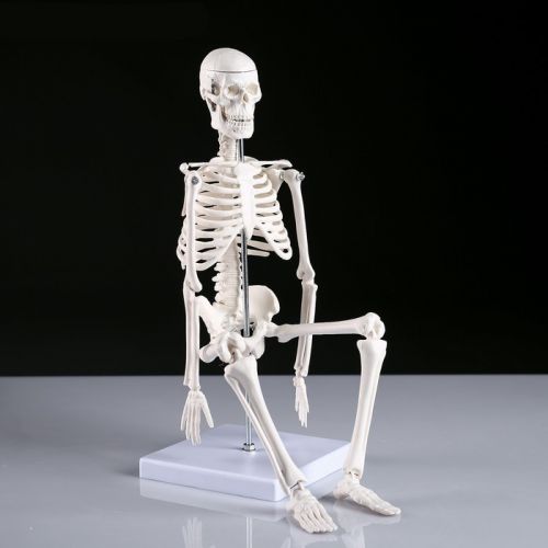 Макет "Скелет человека" 45см